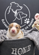 Adorables Bergers Australiens