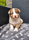 Adorables Bergers Australiens