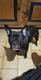 Bouledogue français