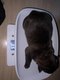 Malibul ( Malinois X Bully Xl )