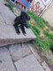 Chiots femelles malinois x bully xl (Malibull) 5...