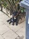 2 femelles Malibull F1 disponibles - Malinois ×...