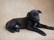 5 femelles Malibull disponibles - environ 9...