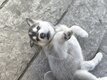 2 femelles huskys cherchent famille