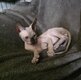 Sphynx Bleu 3mois