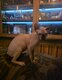 Chaton Sphynx Bleu