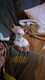 Chatons Sphynx elf Bleu 5mois