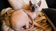 3 Chatons Sphynx Bleu 5mois