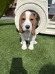Adorables Chiots Beagle
