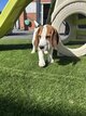 Adorables Chiots Beagle