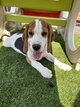 Adorables Chiots Beagle