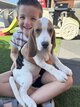 Adorables Chiots Beagle