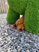 Caniche Toy Rouge Foncer adoptable immédiatement