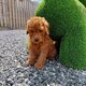 Caniche Toy Fauve très petit