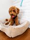 Caniche Toy male Rouge foncer