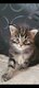 Chatons maine coon