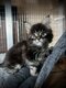 Chatons maine coon