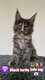 Main coon