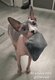 Sphynx de 2ans [cherche] famille pour la vie