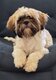 Shih-tzu chiot