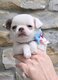Superbe puce chihuahua