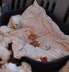 Bichons maltais nain