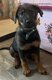 Berger allemand