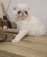 💙Magnifique chaton Femelle Red point...