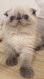 💙Splendide Petit prince  exotic Shorthair...