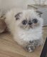 💙Magnifique chaton Femelle Foldex bleu...