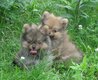 Adorables loulous de Poméranie