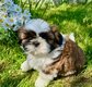 Magnifiques chiots shih tzu