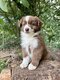 Berger australien pedigree kennel