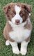 Berger australien pedigree kennel