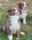 Berger australien pedigree kennel