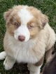 Berger australien pedigree kennel