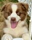 Berger australien pedigree kennel