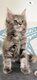 5 adorables chatons Maine Coon à réserver