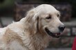 2 Femelles golden retriever adultes