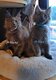 Chatons maine coon bleu