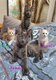 Chatons maine coon bleu