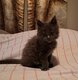 Chatons maine coon bleu