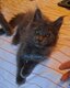 Chatons maine coon bleu