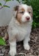 Chiots Berger Australien