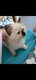 4 chatons nés le 28 avril 2026
