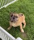 Chiot bouledogue français