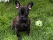 Chiot bouledogue français
