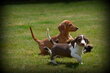 Chiots Teckel poil court