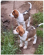 Chiots beagle disponible
