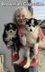 Chiots Pomsky - lignée internationale...